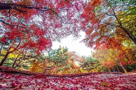 
                                                                                                【雙楓巡禮】蔚藍海岸渡假村、大芚山雞龍山楓紅、青南台、潮湯汗蒸幕5日
                                                                                                