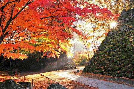 
                                                                                                【秋意濃小江戶】紅葉祭、西武鐵道、雲場池、懷古園、纜車、螃蟹、溫泉五日
                                                                                                