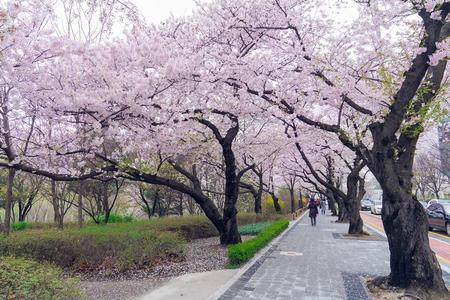 
                                                                                                【首爾櫻花戀】二晚市區.汝矣島櫻花大道.愛寶樂園花海.單軌列車5日
                                                                                                