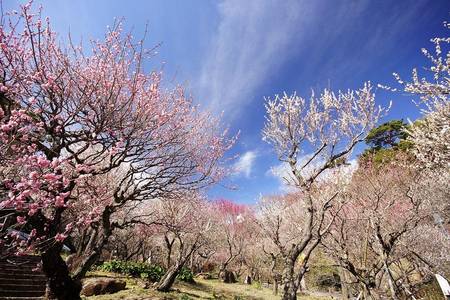 
                                                                                                【伊豆秋細語】紅葉祭、梅園、修善寺、橫濱纜車、大室山、吃螃蟹、溫泉五日
                                                                                                