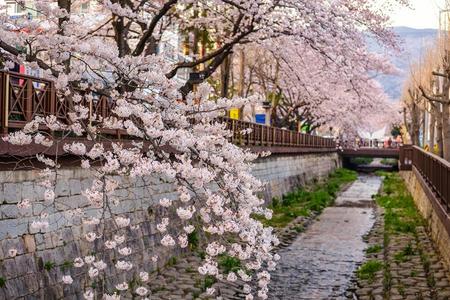 
                                                                                                【釜慶櫻姿】最美賞櫻地～佛國寺、韓服古韻巡禮、韓屋星巴克、鎮海賞櫻5日
                                                                                                