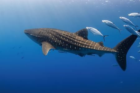 
                                                                                                【經典宿霧】海豚遊蹤、巴里卡薩大斷層、巧克力山、菲式油壓 5日
                                                                                                