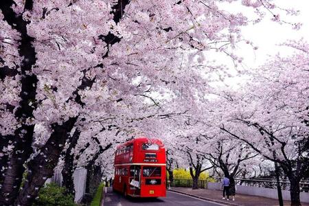 
                                                                                                【鎮海櫻紛飛】大邱樂園星光夜櫻、峨洋橋櫻花路、跑跑卡丁車、美食饗宴5日
                                                                                                