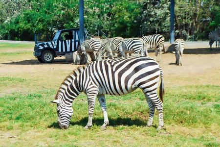 
                                                                                                【文藝赴欣】娜塔莎博物館、華欣動物園、五星飯店下午茶、和尚托缽體驗5日
                                                                                                