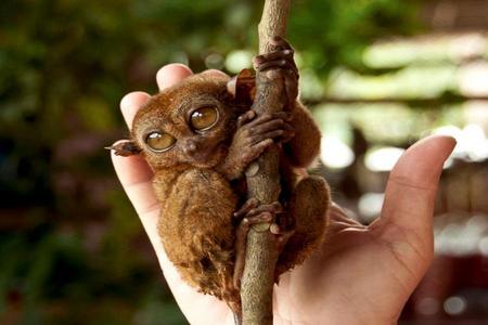 
                                                                                                【華航】超值宿霧教堂巡禮、眼鏡猴、遠觀巧克力山、鯨鯊共舞4日
                                                                                                