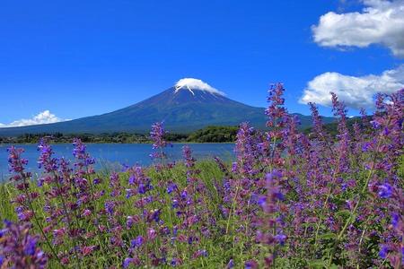 
                                                                                                限時限量｜東京迪士尼～富士溫泉．大石公園花海．御殿場購物．螃蟹和牛5日
                                                                                                