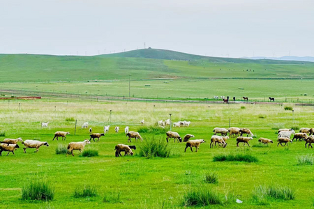 
                                                                                                內蒙古塞外豪情 、探訪牧民希拉穆仁草原、小布達拉宮、大漠響沙灣八日
                                                                                                