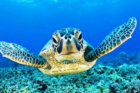 
                                                                                                【雙城宿霧】宿霧+杜馬蓋地~歐斯陸鯨鯊共舞、墨寶沙丁魚5日
                                                                                                