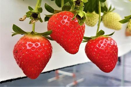 
                                                                                                【限時搶購】釜山好玩跑跑卡丁車、草莓農場、海濱列車、冬柏島山茶花5日
                                                                                                