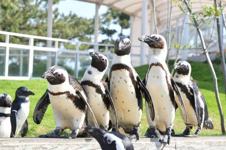 
                                                                                                限時限量親子遊九州5日●神話高千穗 、動物園水族館 、溫泉品蟹
                                                                                                