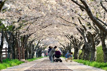 
                                                                                                【鎮海粉紅櫻花祭】最美十里櫻花隧道、咸安無盡亭、蔚藍海岸網美咖啡5日
                                                                                                