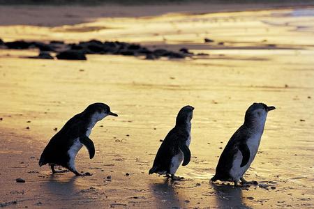 
                                                                                                【玩翻南半球】藍色螢火蟲.抱抱無尾熊.酒莊品酒.歌劇院藍山東澳三城9日
                                                                                                