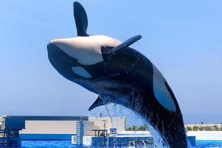 
                                                                                                【精選關西】生田神社‧神戶大倉‧須磨海洋世界‧竹田城‧螃蟹和牛溫泉5日
                                                                                                