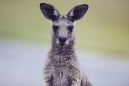 
                                                                                                【澳洲每月搶好康】天堂鄉農莊、生態雨林、雙城渡輪、黃金海岸7日
                                                                                                