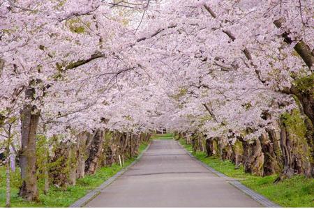 
                                                                                                SL【北海道嬉春花舞間】漁火鐵道・櫻並木・松前公園・五陵廓粉櫻6日
                                                                                                