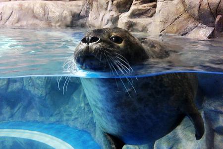 
                                                                                                濟州初夏輕旅行~水上星球水族館.韓服古宮.山茶花海.雪綠茶童話村5日
                                                                                                