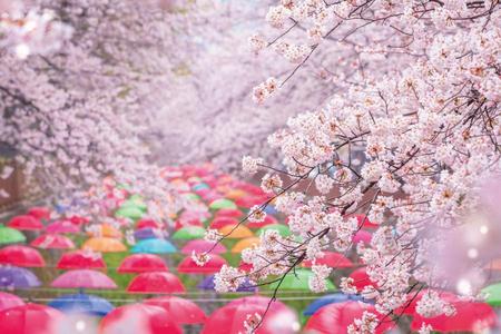 
                                                                                                【鎮海春櫻物語】余佐川羅曼史橋、韓服巡禮.海景汗蒸幕.星空摩天樓5日
                                                                                                
