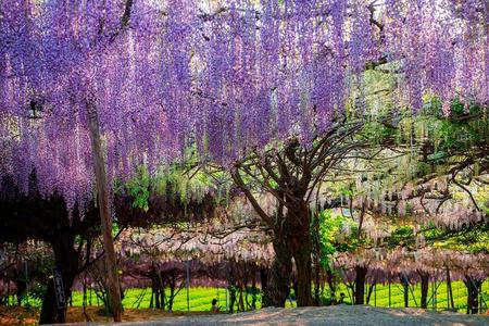 
                                                                                                【熊紫愛九州藤花】動物園叢林巴士、黑木大藤、柳川扁舟、和牛燒肉放題5日
                                                                                                