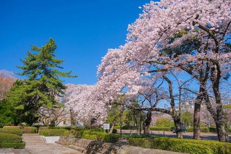 
                                                                                                限量賞櫻、仙台青森｜百選賞櫻、北上展勝地、弘前城公園、津輕睡魔村5日
                                                                                                