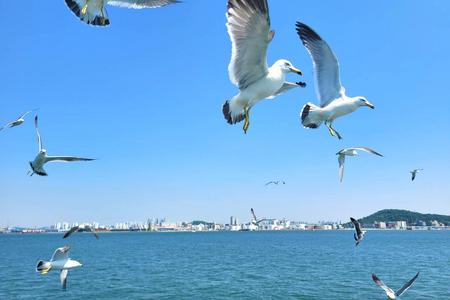 
                                                                                                【夯遊首爾】韓服遊古宮、海鷗船、新浦市場、恩平韓屋村、水上星巴克5日
                                                                                                