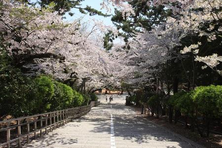 
                                                                                                【釜山櫻物語】鎮海羅曼史橋、櫻花隧道、天空艙列車、海上纜車、龍蝦鍋5日
                                                                                                
