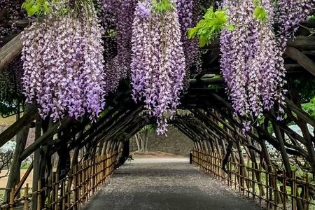 
                                                                                                【北海道夢幻紫藤】尼克斯海洋公園．熊牧場．函館山纜車．摩天輪夜景6日
                                                                                                