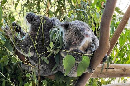 
                                                                                                【走讀雪梨】藍山國家公園、雪梨動物園、海濱莊園、渡輪、曼利海灘7天
                                                                                                