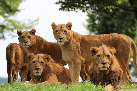 
                                                                                                【限時限量】野生動物園、別府溫泉、湯布院散策、夢大吊橋、大正浪漫五日遊
                                                                                                