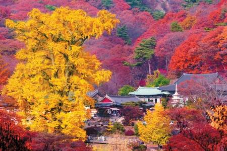 
                                                                                                韓國會員日限定~雪嶽楓情.龍門山千年銀杏樹.鐵道自行車.海景渡假村5日
                                                                                                