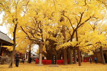 
                                                                                                【金秋高鐵雙遺產】山東泰山曲阜、千年銀杏、北京故宮、河頭老街打鐵花八日
                                                                                                
