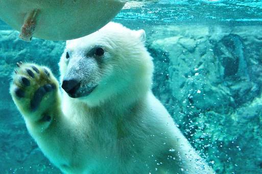 旭山動物園