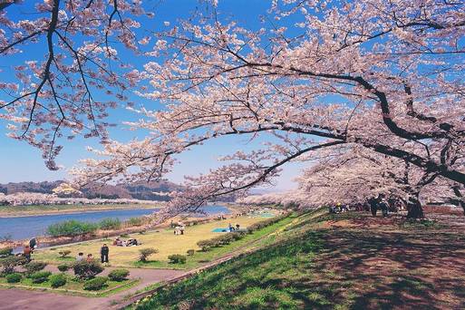 檜木內川堤櫻