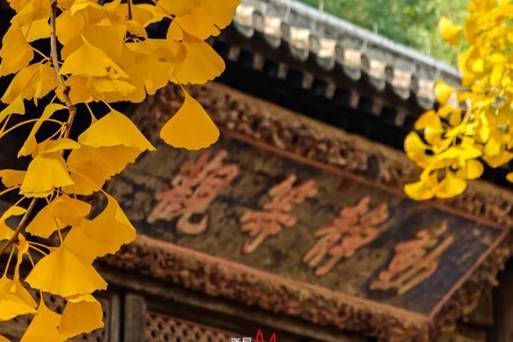北京-大覺寺-千年銀杏