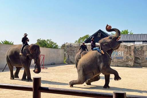 華欣賽佛瑞動物園Safari Park