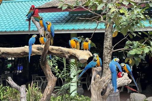 賽佛瑞動物園Safari Park