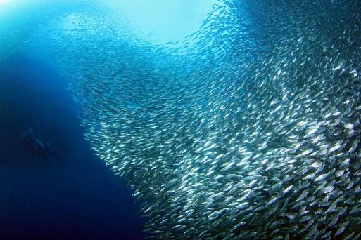 沙丁魚風暴