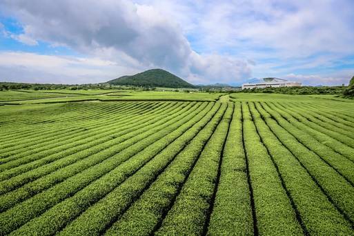 Osulloc雪綠茶博物館