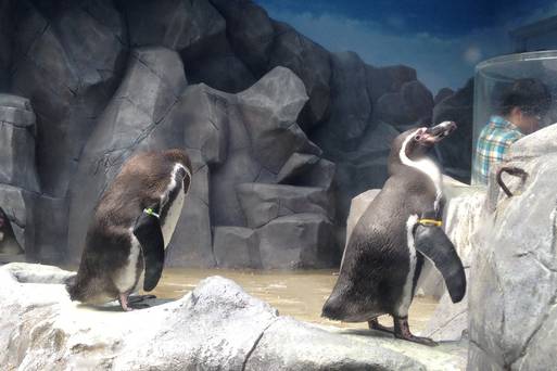 濟州水族館 AQUA PLANET 水上星球