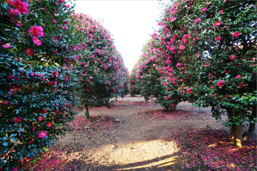 html Camellia Hill山茶花園