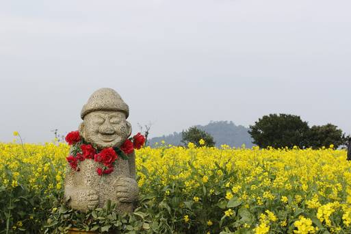 濟州島油菜花田