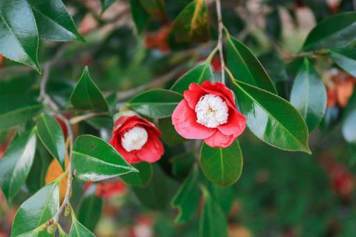 html 1070508-濟州-Camellia HIll山茶花園及繡球花