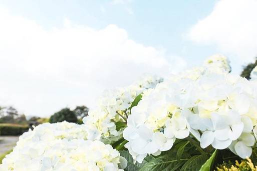 html 1070508-濟州-Camellia HIll山茶花園及繡球花