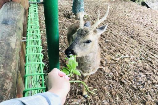濟州獐鹿生態園區