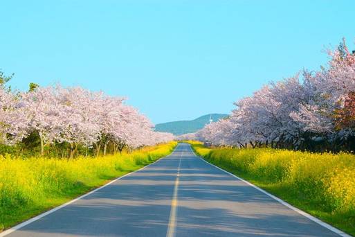 濟州島油菜花+櫻花(鹿山路)