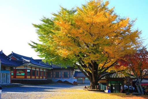 濟州觀音寺