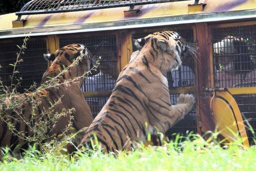 Zoobic野生老虎園