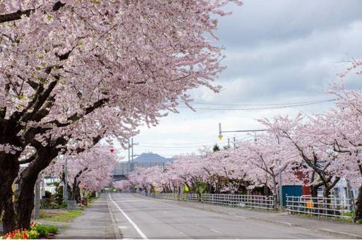 清川千本桜-北海道北斗市