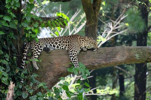 「Safari & Marine」野生動物園