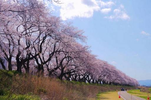 足羽川堤