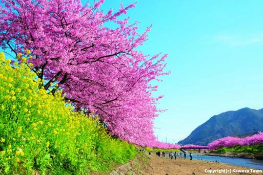 (請勿使用)河津櫻花祭
